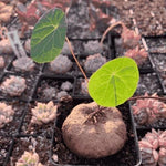 Stephania Erecta Plant